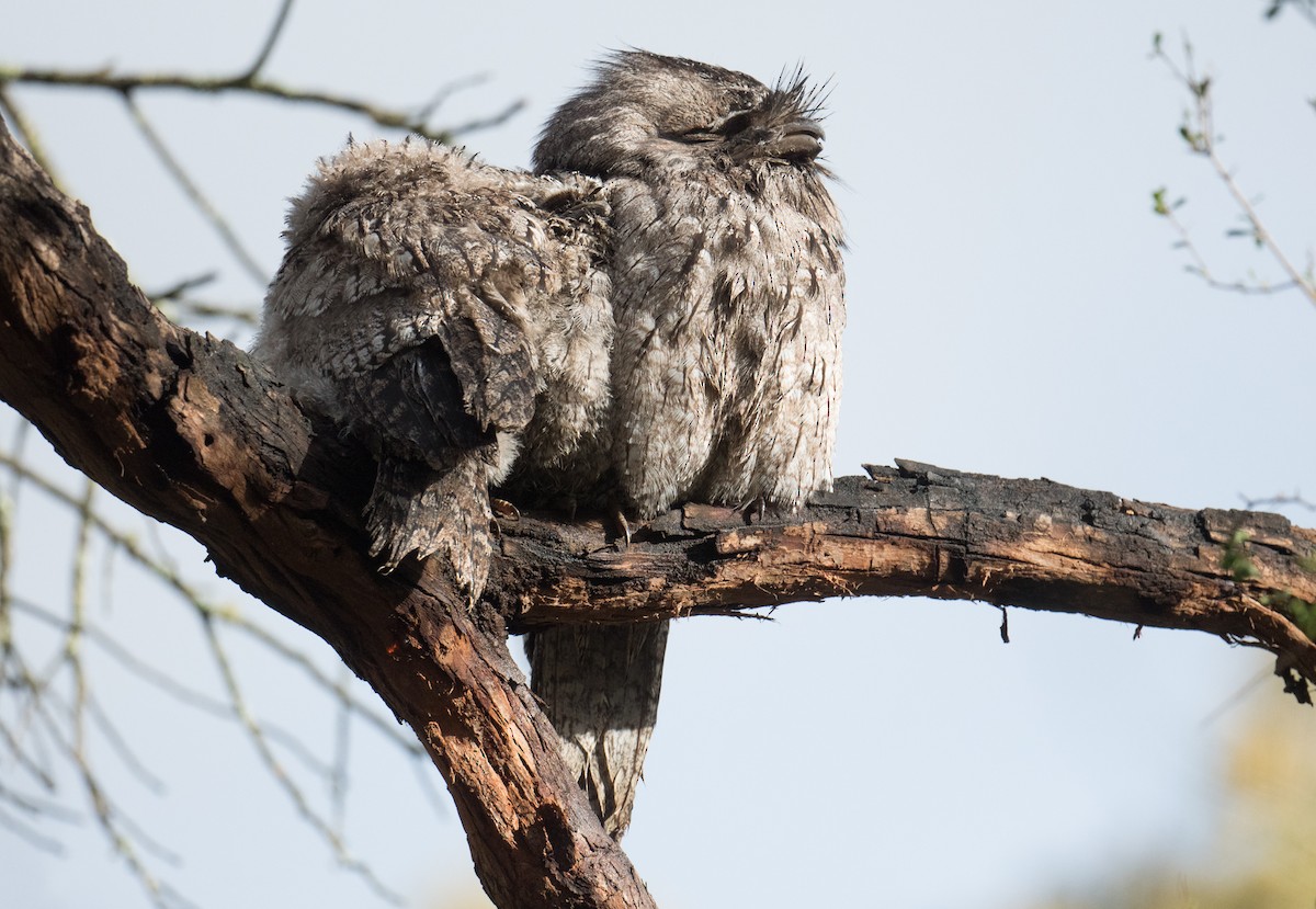 Исполинский лягушкорот - ML644683384