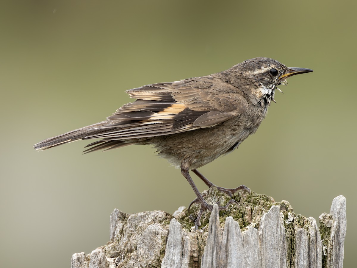 Remolinera Fusca - ML644683385
