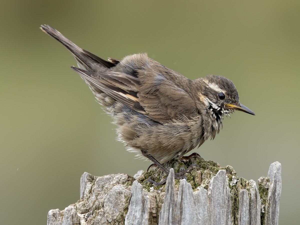 Remolinera Fusca - ML644683386