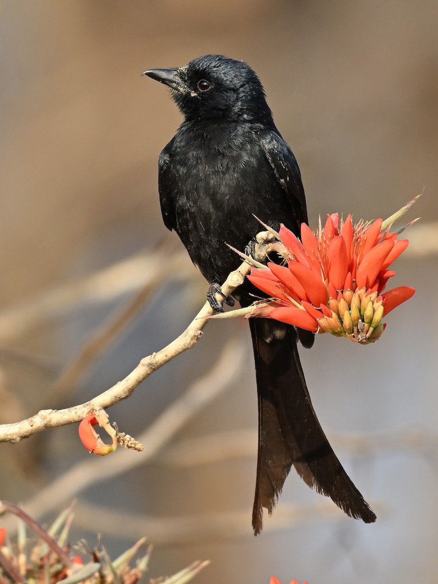 svartdrongo - ML644683392