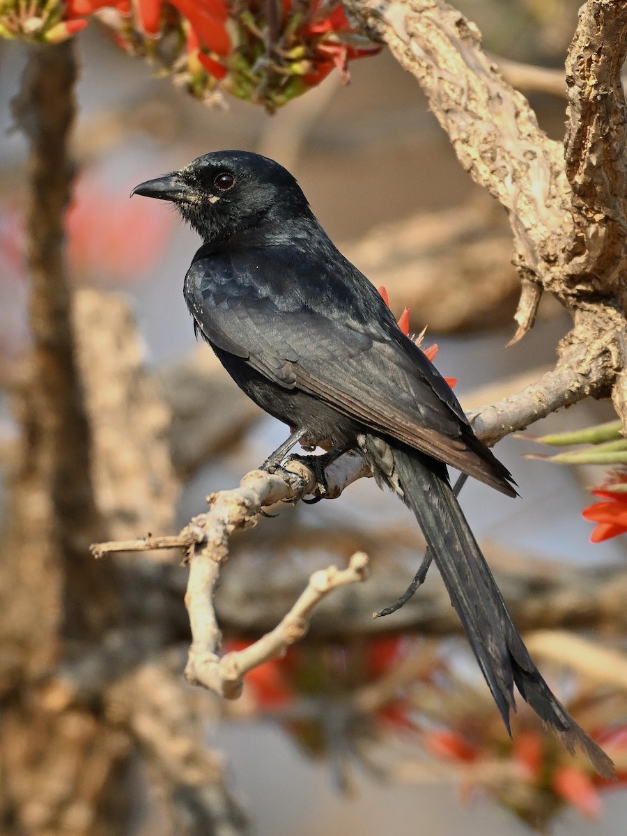 svartdrongo - ML644683393