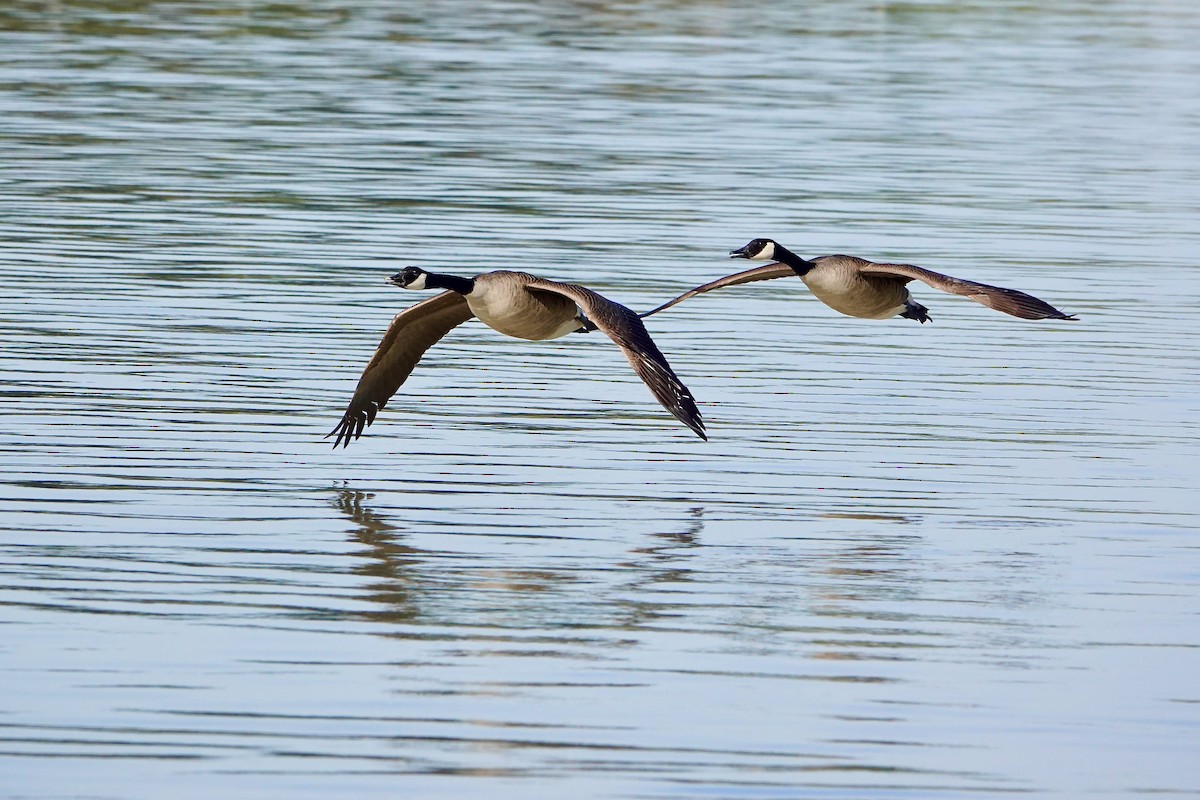 Canada Goose - ML644683397