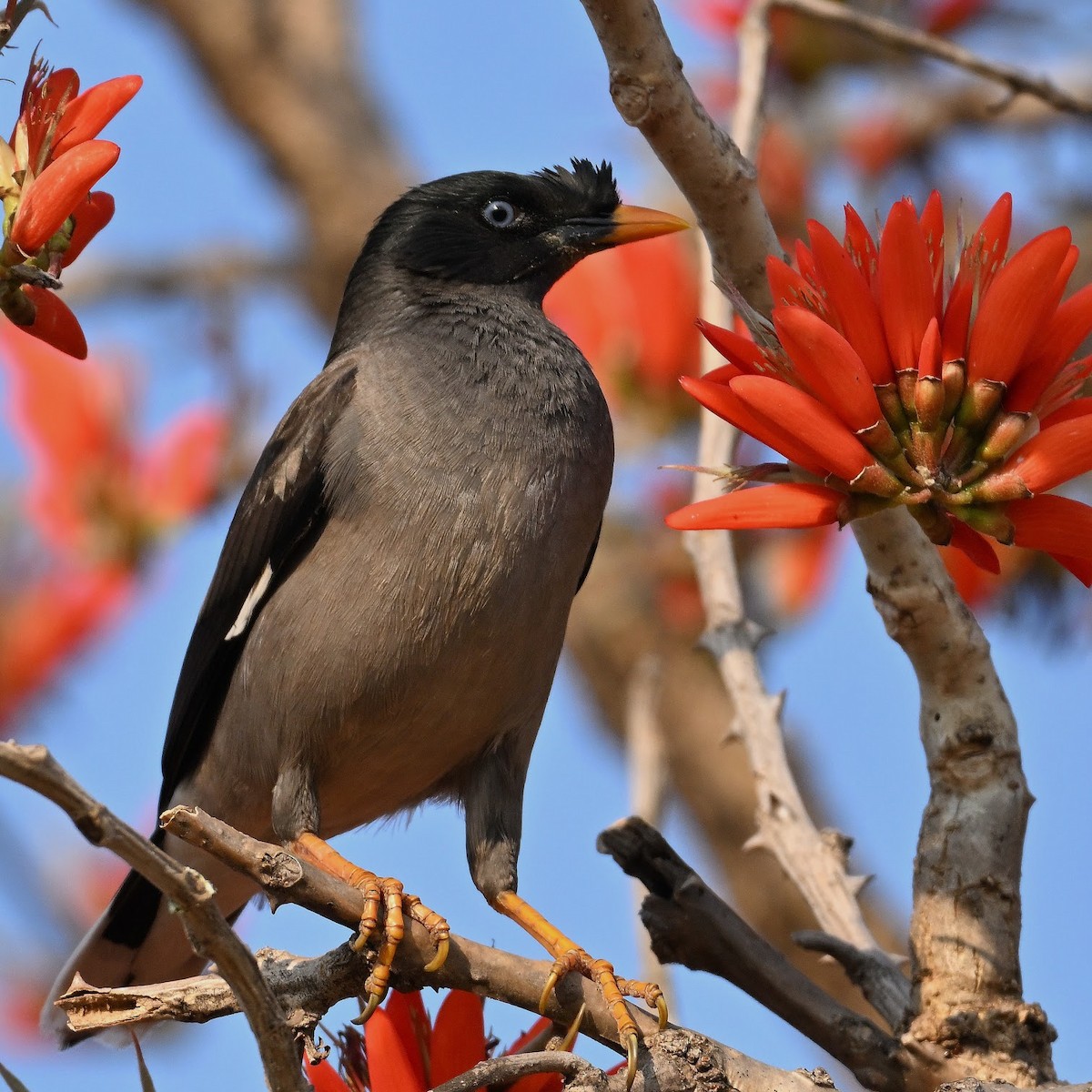 krattstær - ML644683401