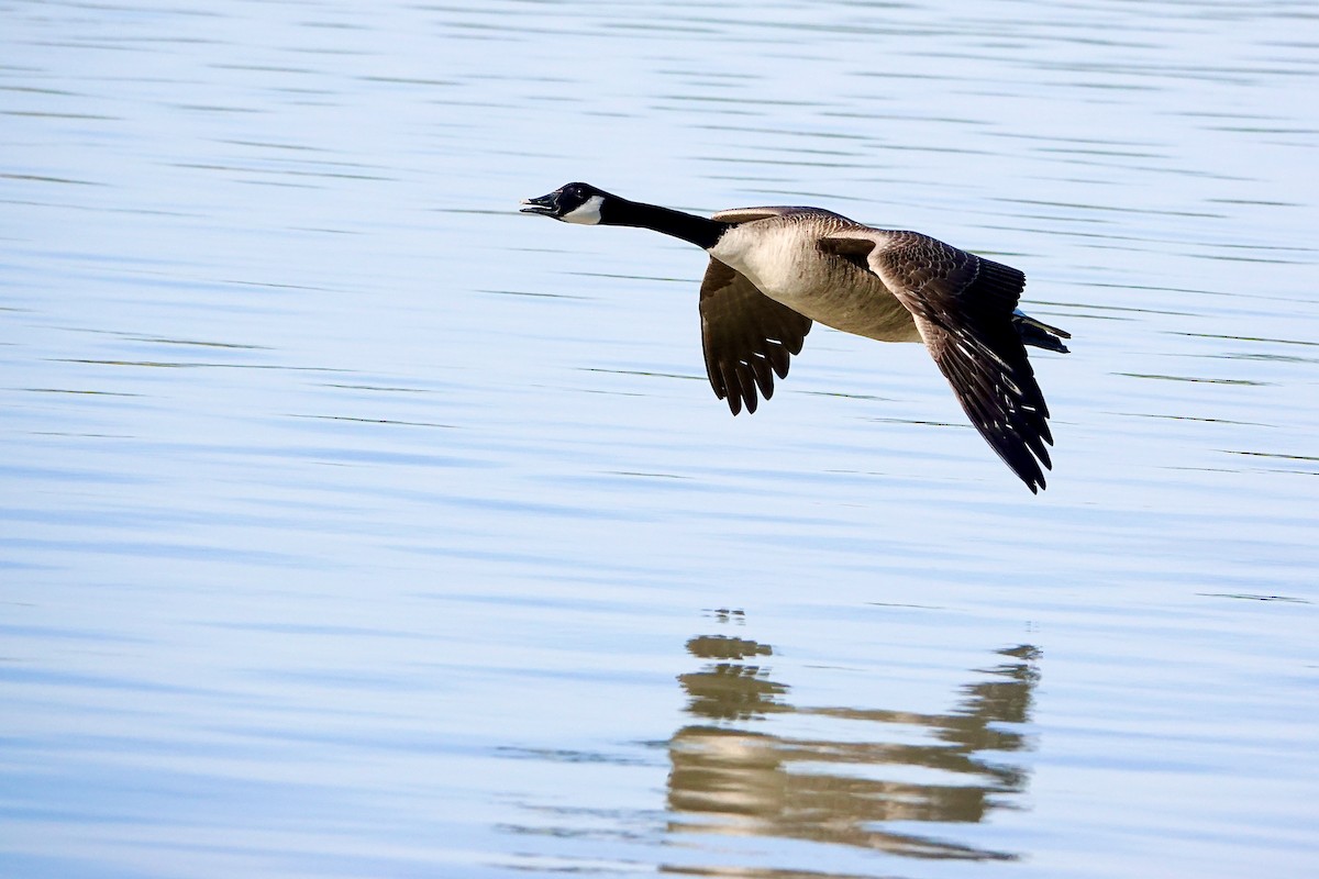Canada Goose - ML644683405