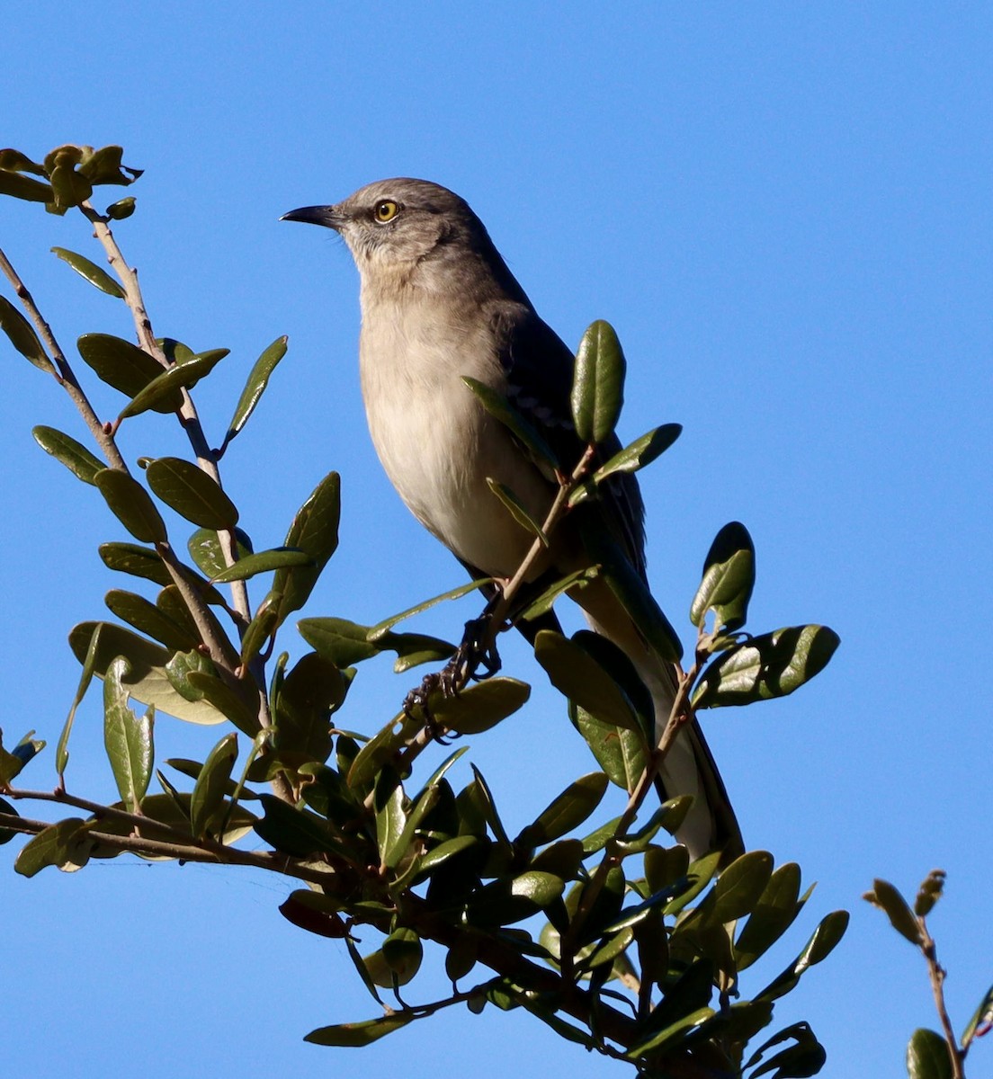 マネシツグミ - ML644683407