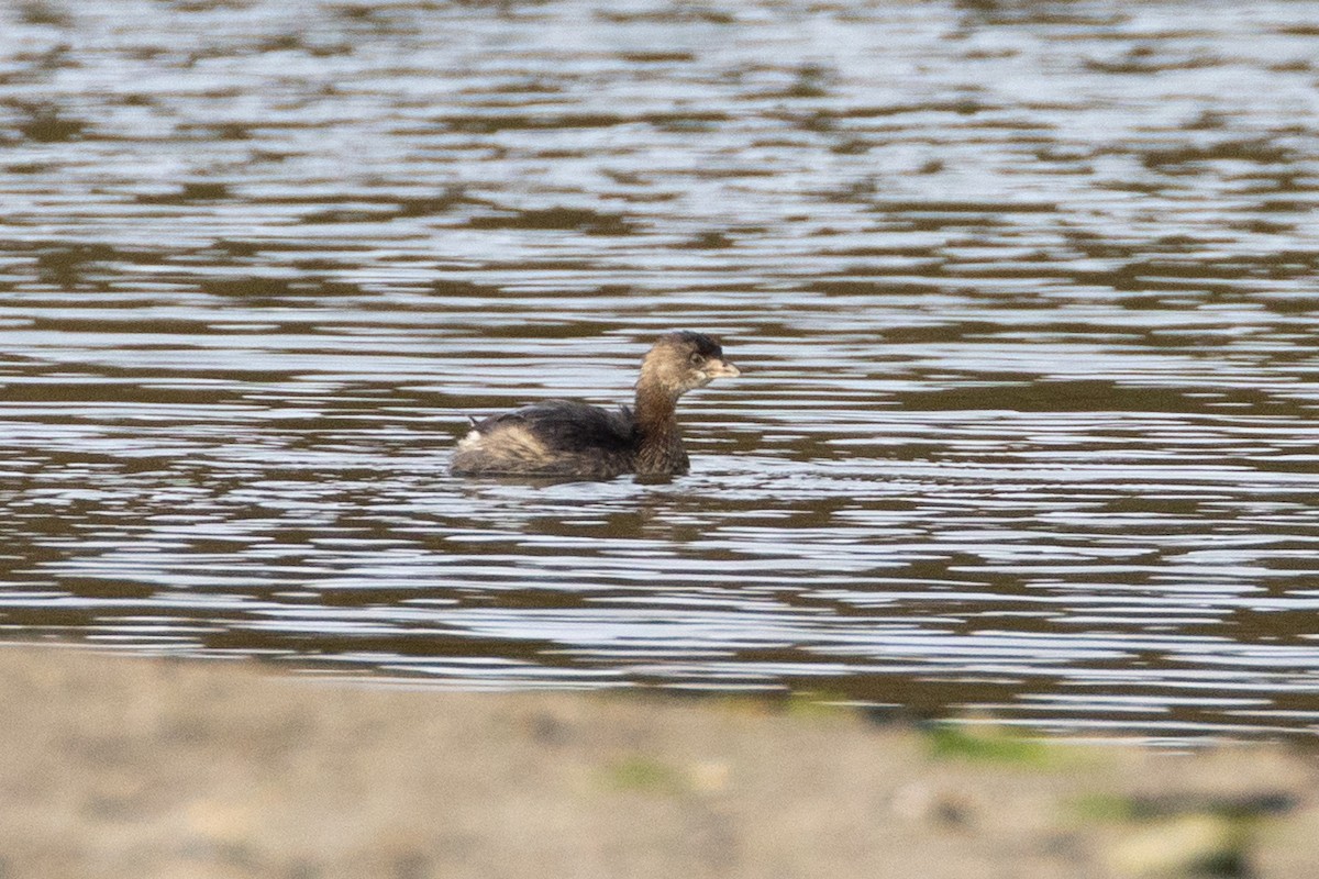 Пірникоза рябодзьоба - ML644683408