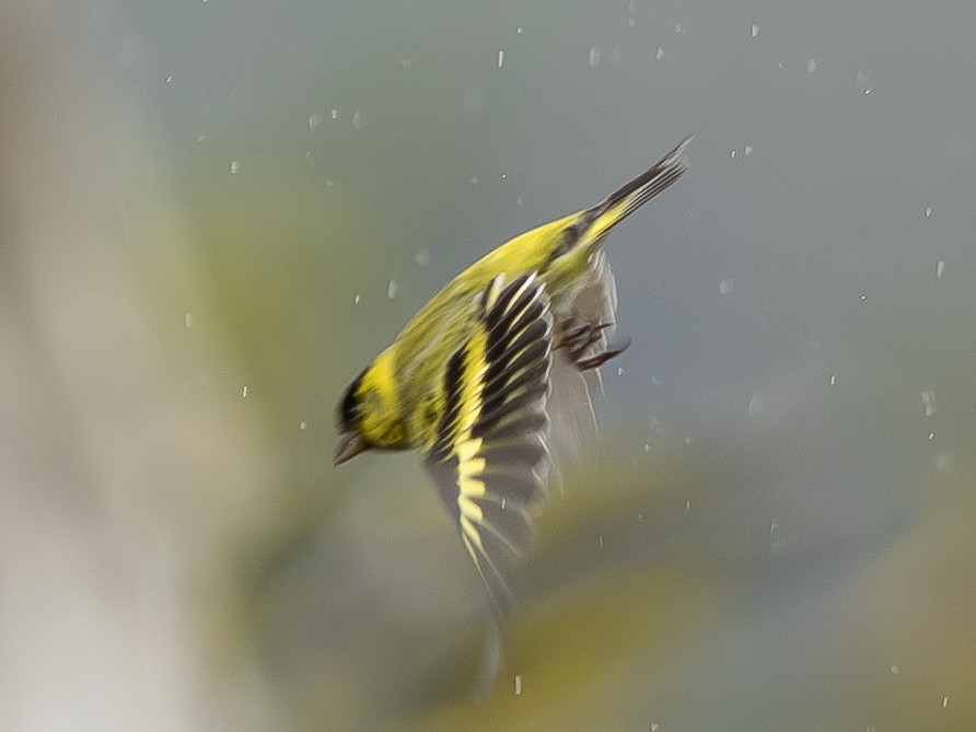 Jilguero Golinegro - ML644683409