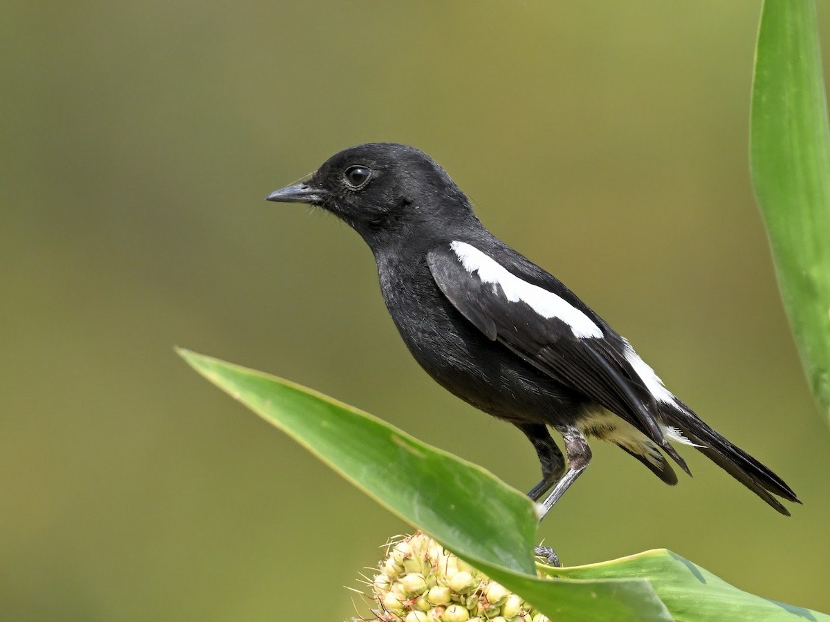 svartskvett - ML644683414