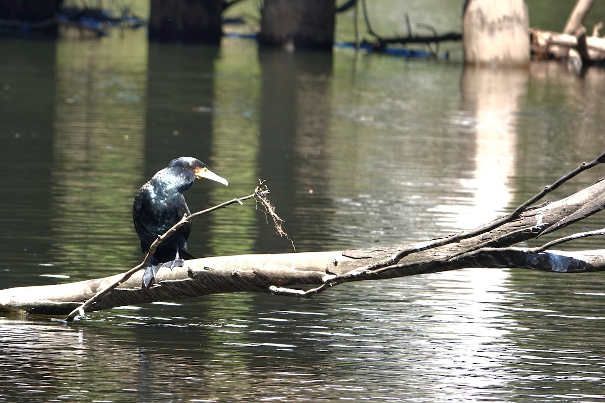 Большой баклан - ML644683417