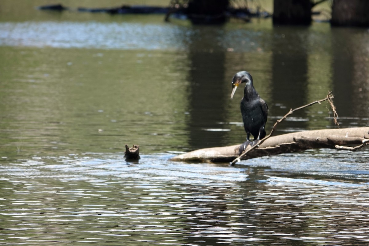 Большой баклан - ML644683418