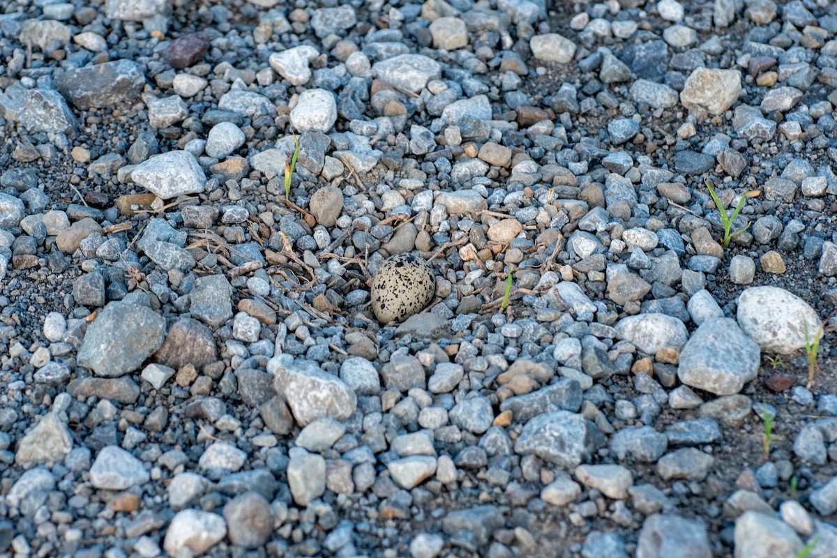 Killdeer - ML644683419