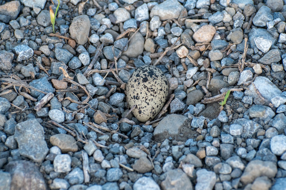 Killdeer - ML644683420