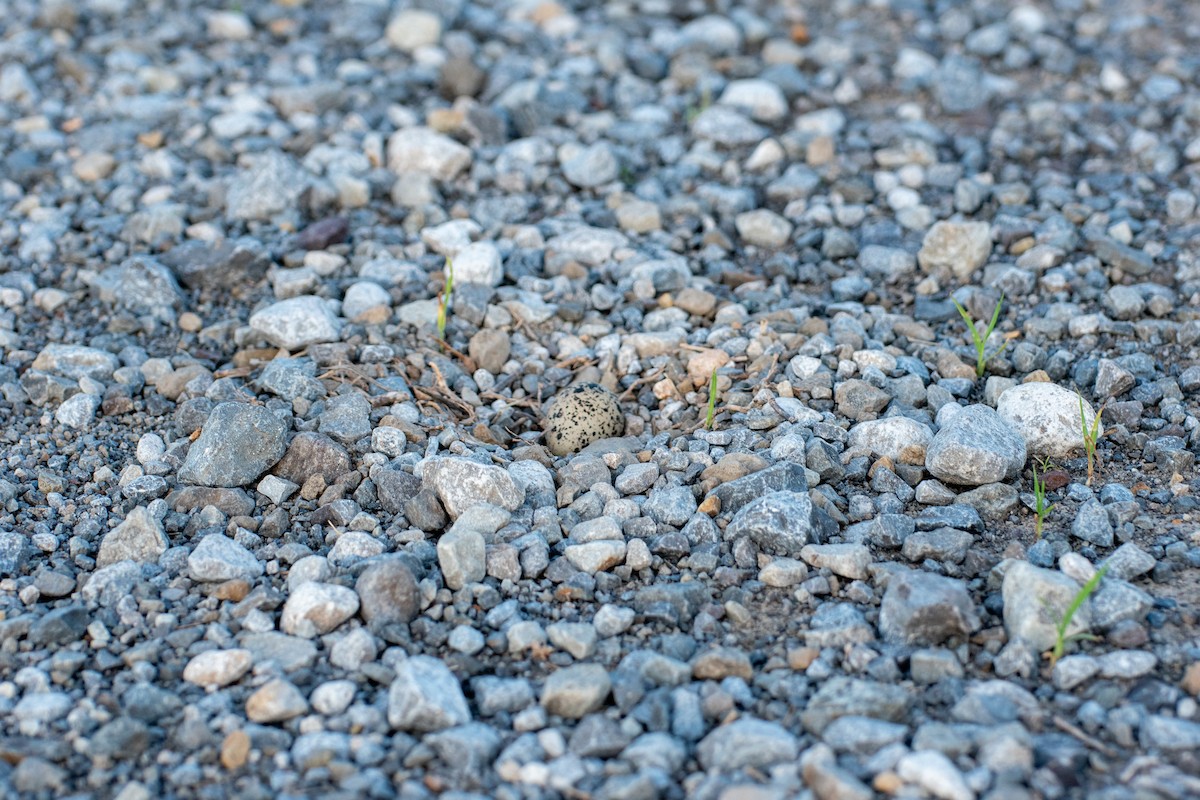 Pluvier kildir - ML644683421