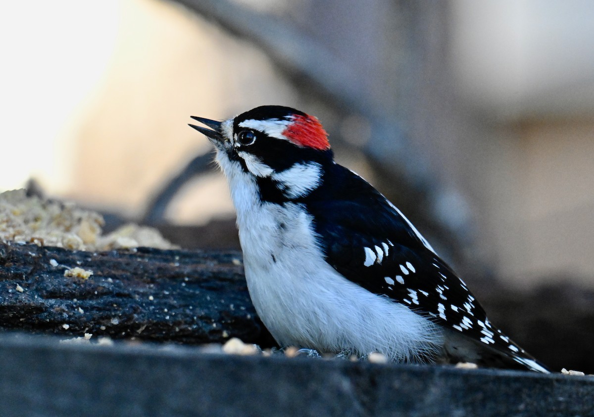 Downy Woodpecker - ML644683423