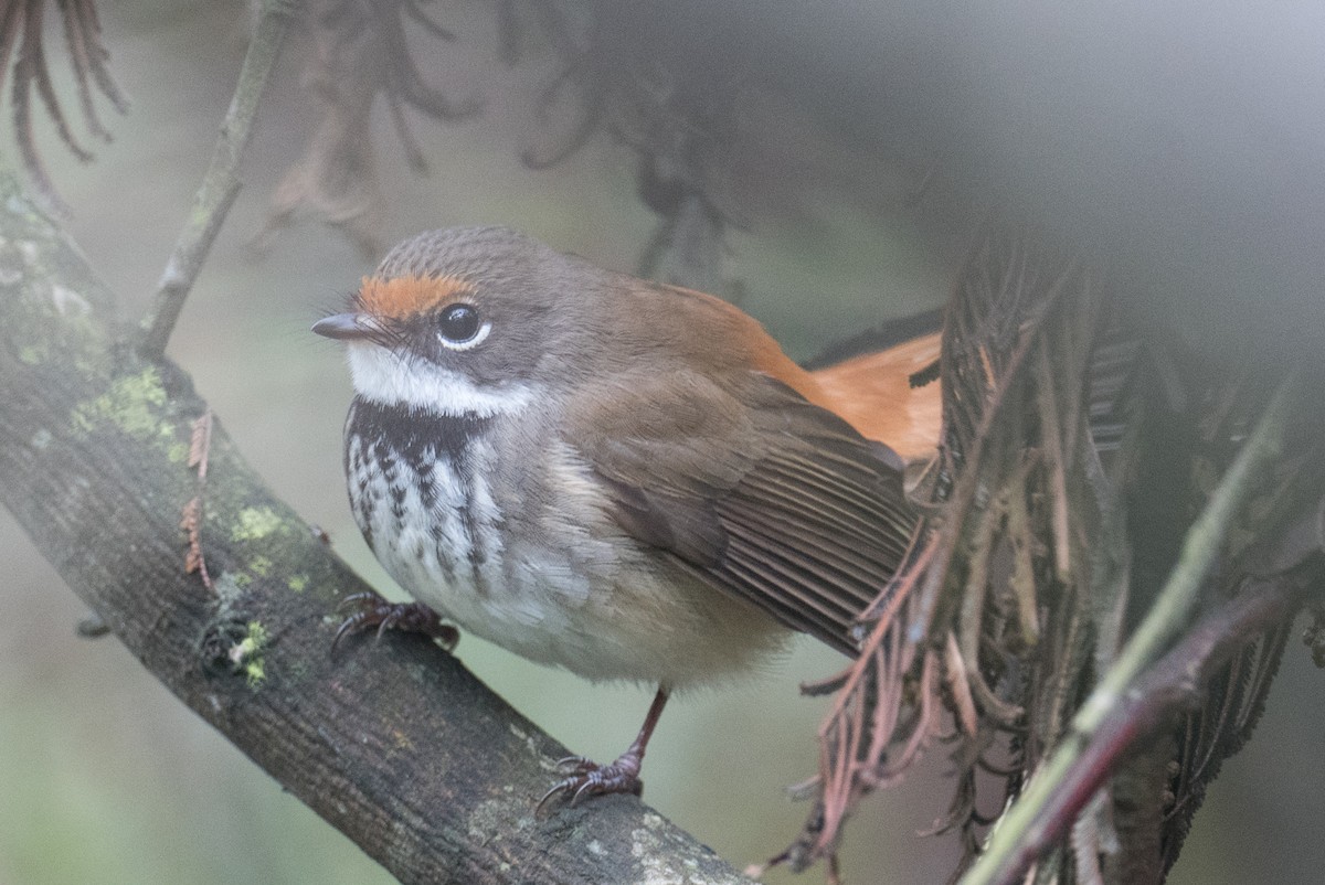 Australian Rufous Fantail - ML644683425