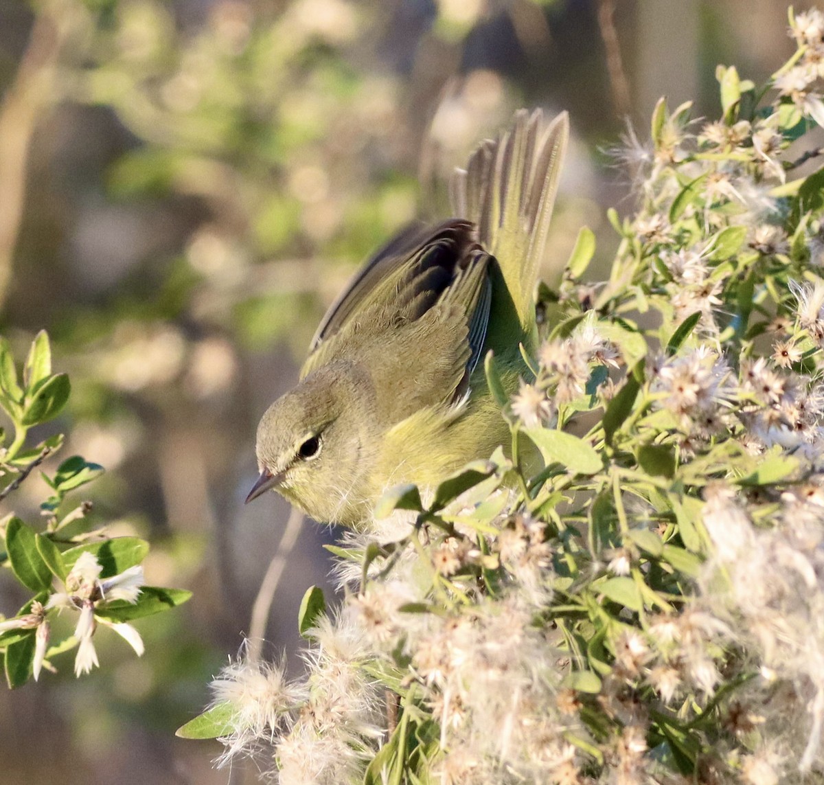 Orange-crowned Warbler - ML644683428