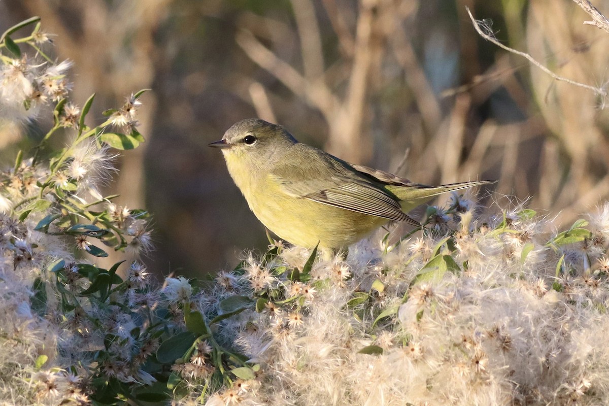 Paruline verdâtre - ML644683429