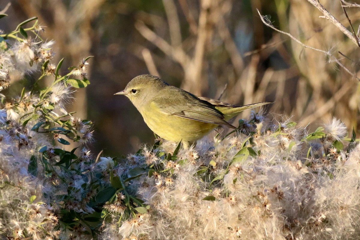 Paruline verdâtre - ML644683430
