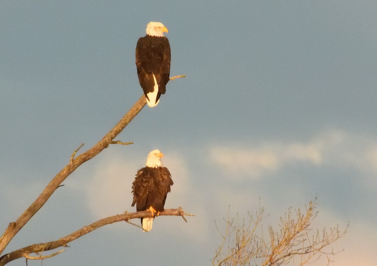 Pygargue à tête blanche - ML644683431