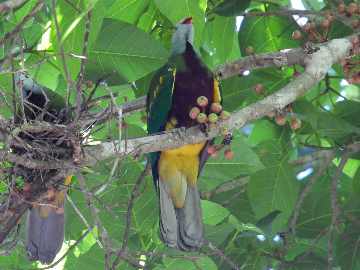 Ptilope magnifique - ML644683432