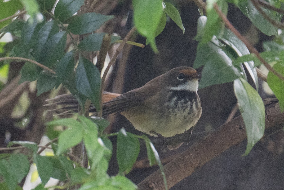 Australian Rufous Fantail - ML644683433