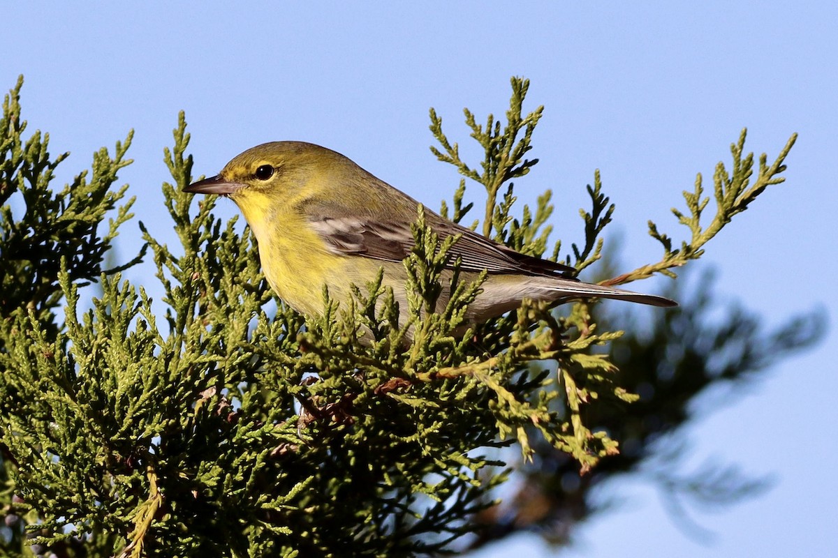 Paruline des pins - ML644683434