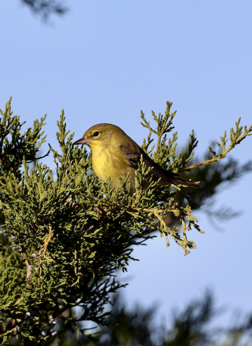 Paruline des pins - ML644683435