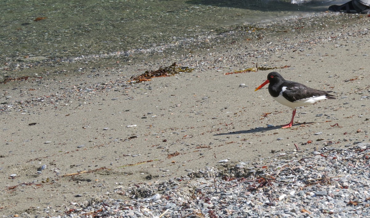 Huîtrier pie - ML644683436