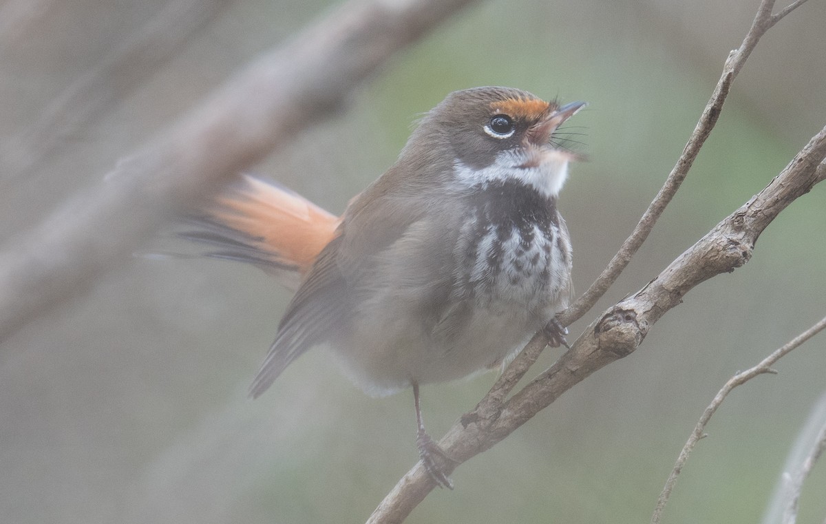 Australian Rufous Fantail - ML644683437
