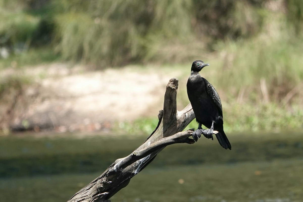 Cormoran noir - ML644683438