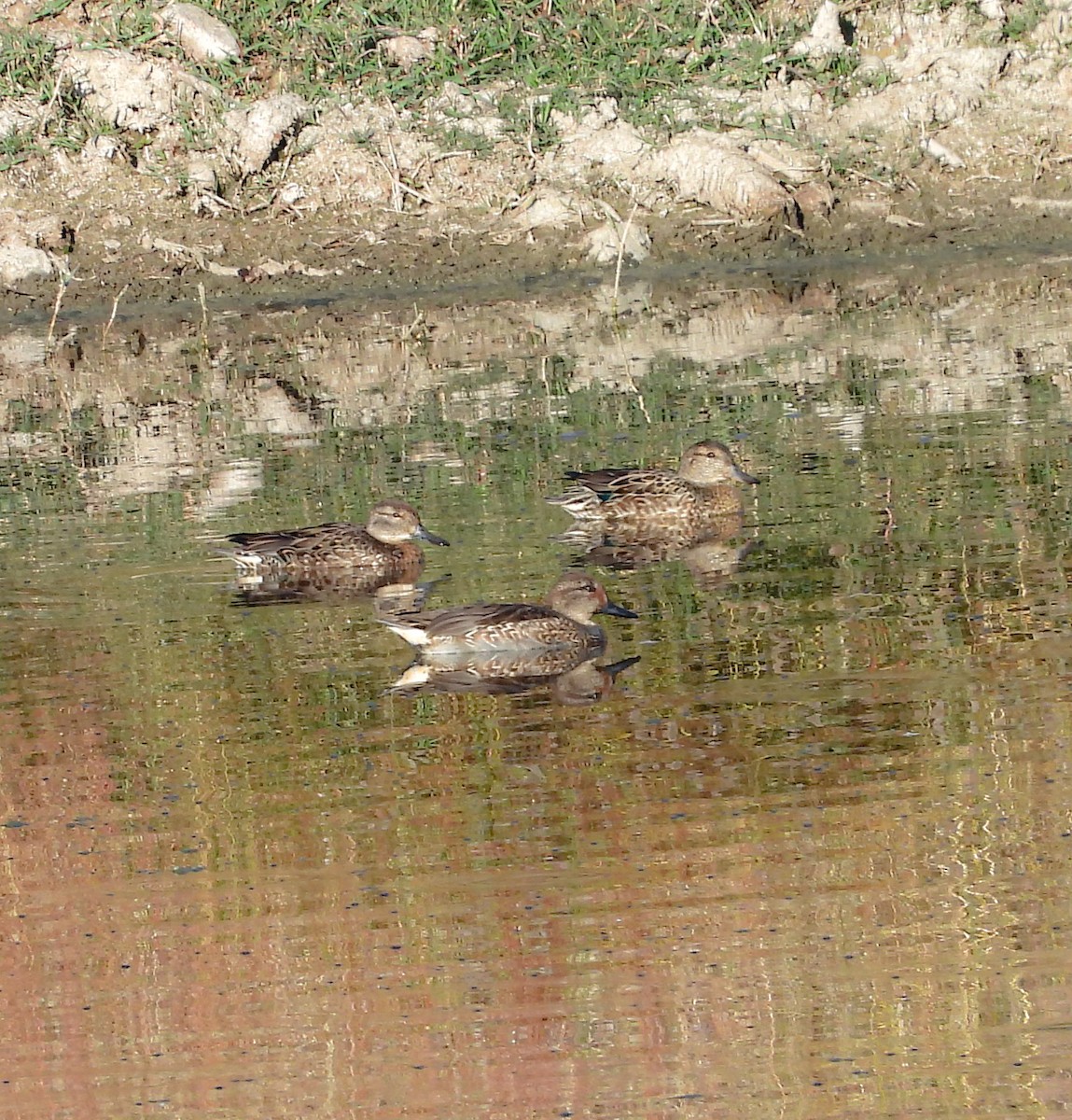 Sarcelle d'hiver - ML644683439