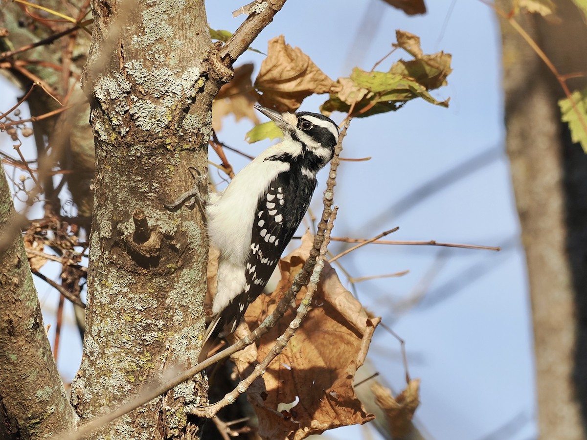 Pic chevelu - ML644683440