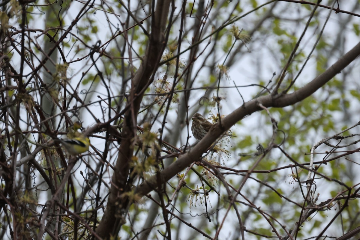 Roselin pourpré - ML644683441