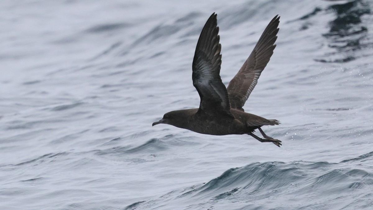 Puffin à bec grêle - ML644683451