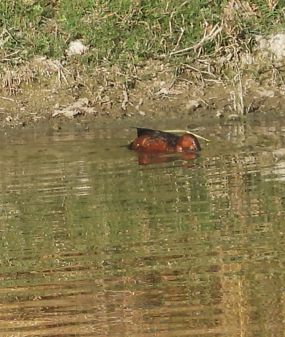 Sarcelle cannelle - ML644683452