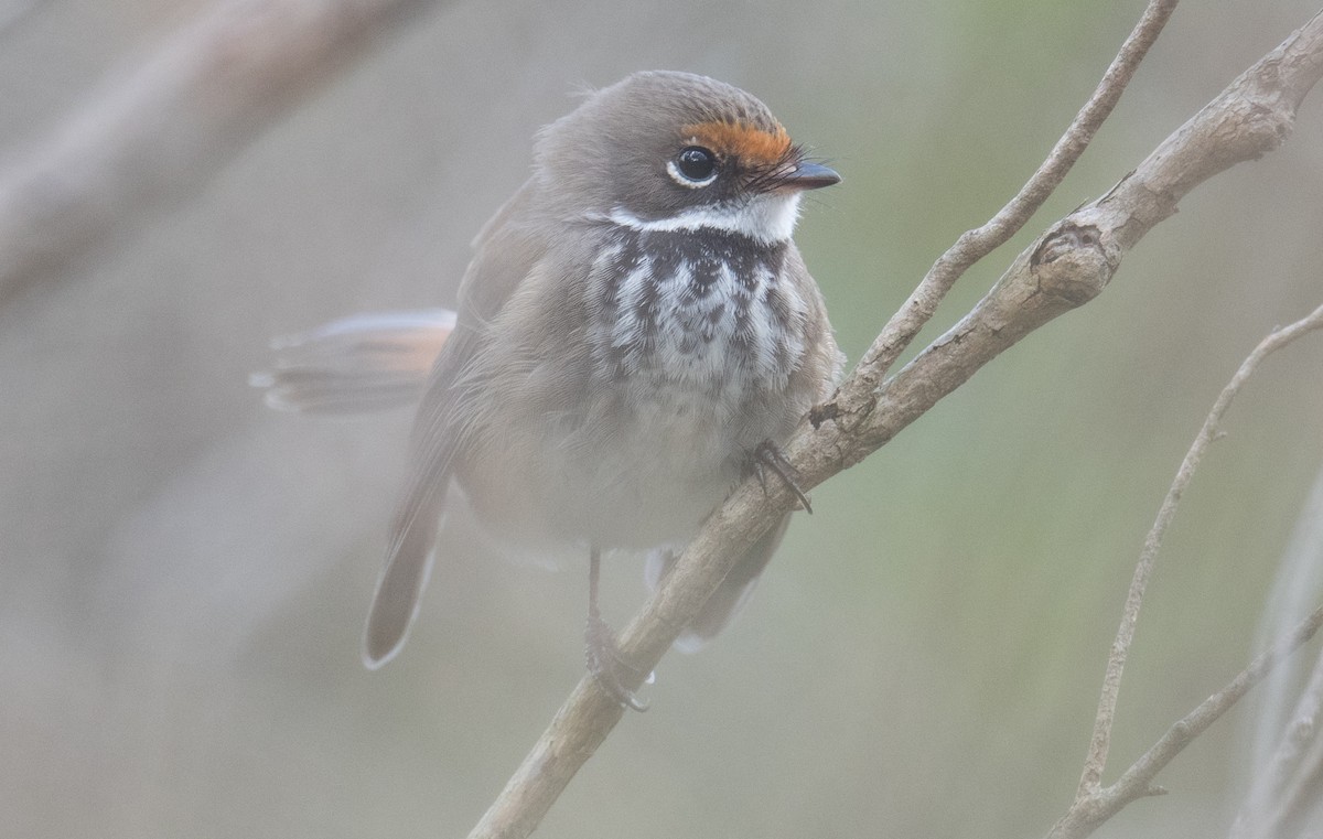 Australian Rufous Fantail - ML644683453