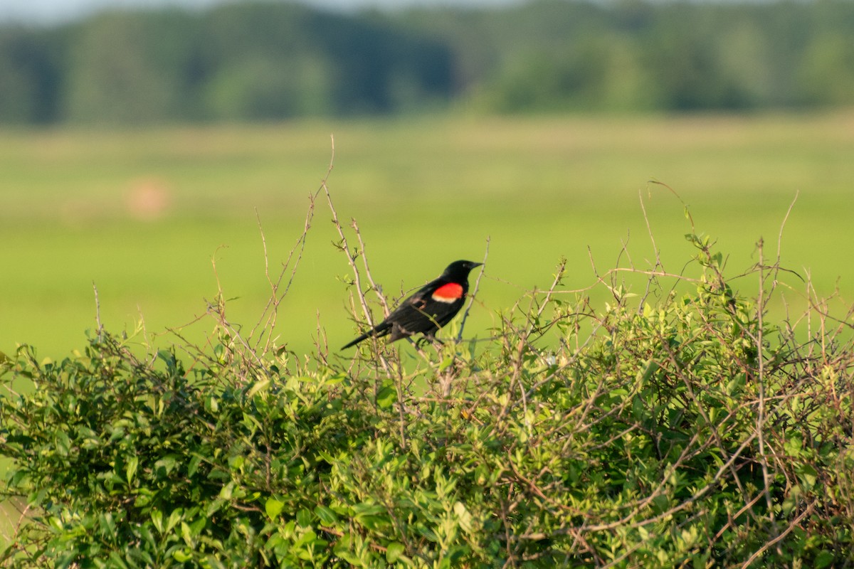 Carouge à épaulettes - ML644683454