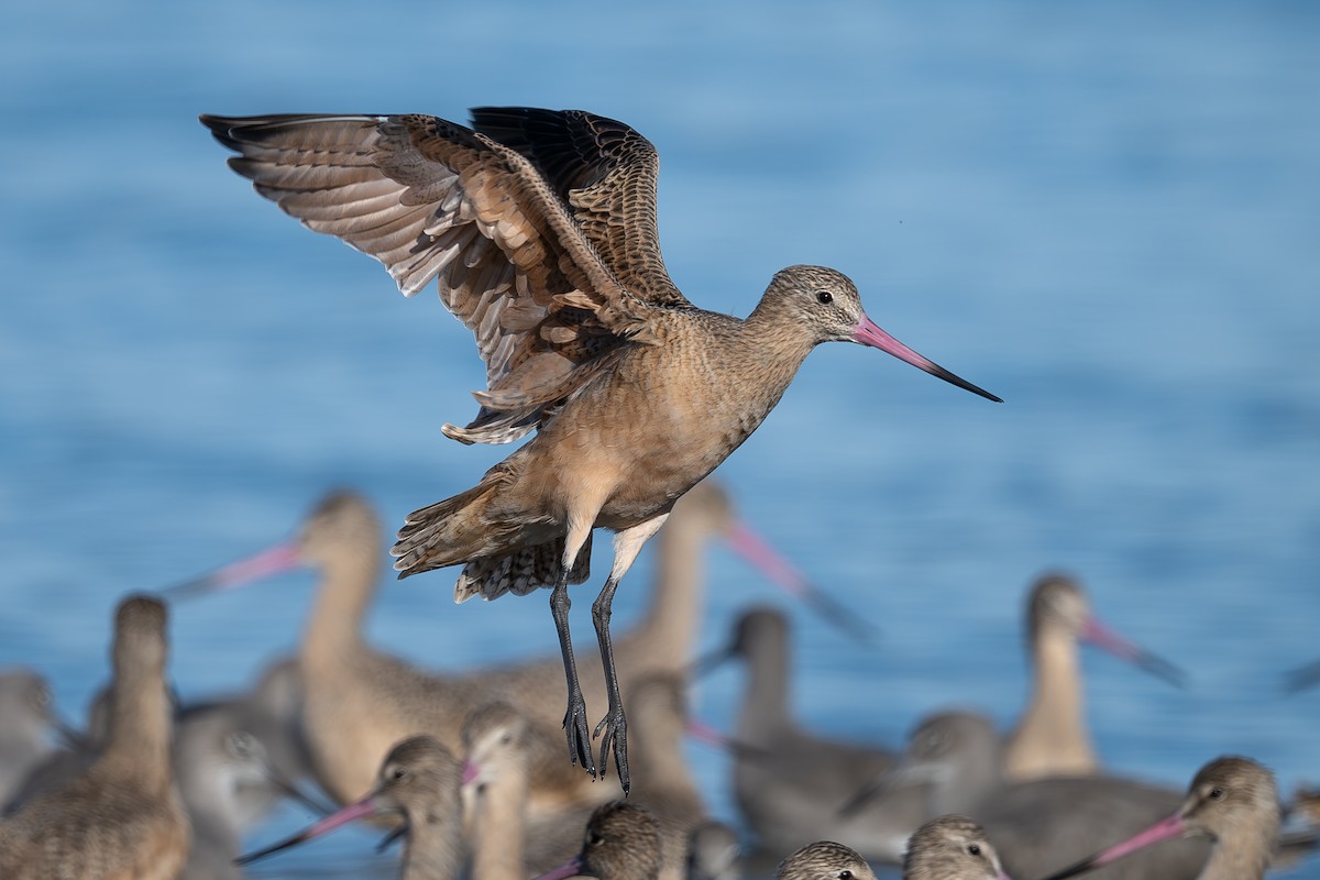 Barge marbrée - ML644683455