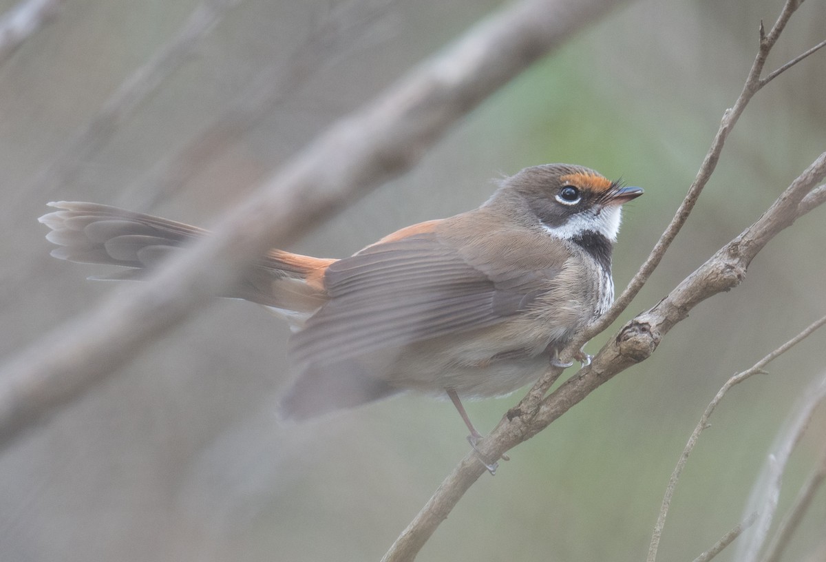 Australian Rufous Fantail - ML644683456