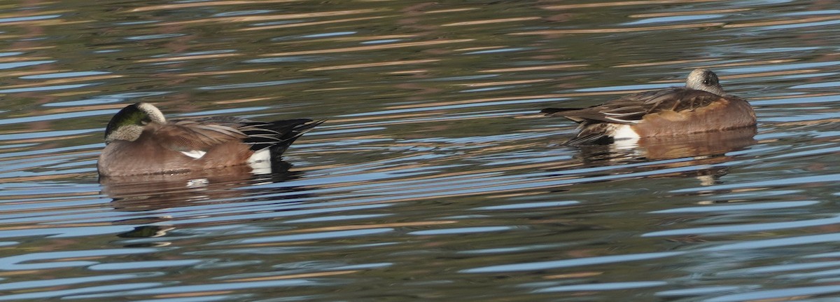 Canard d'Amérique - ML644683457