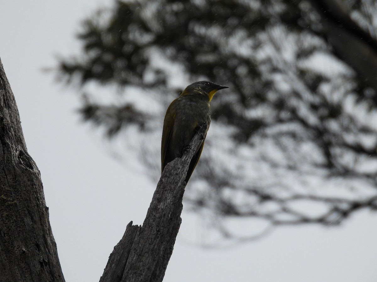 Méliphage à gorge jaune - ML644683459