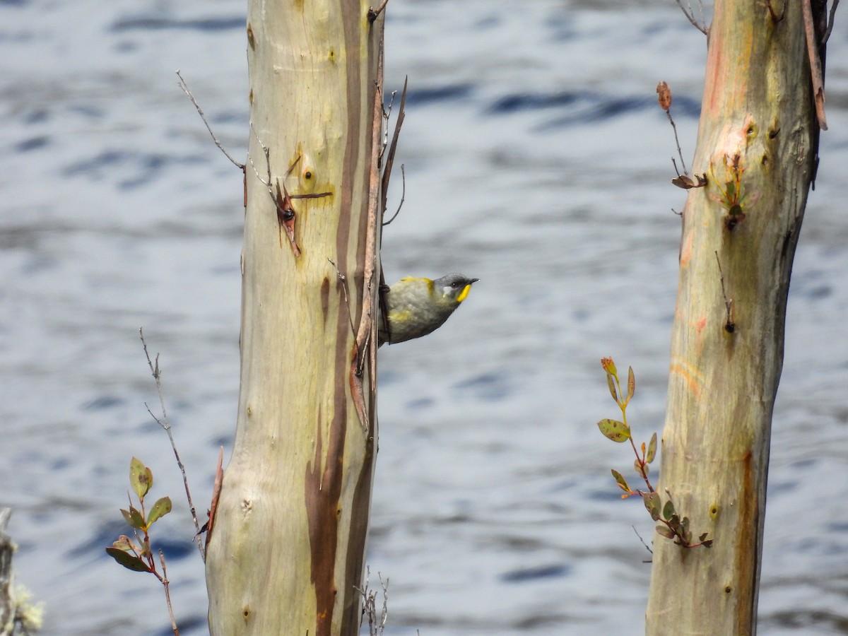 Méliphage à gorge jaune - ML644683461