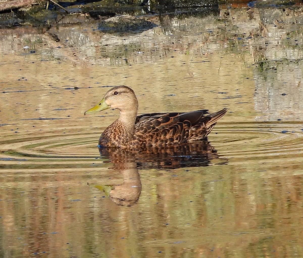 Canard du Mexique - ML644683466