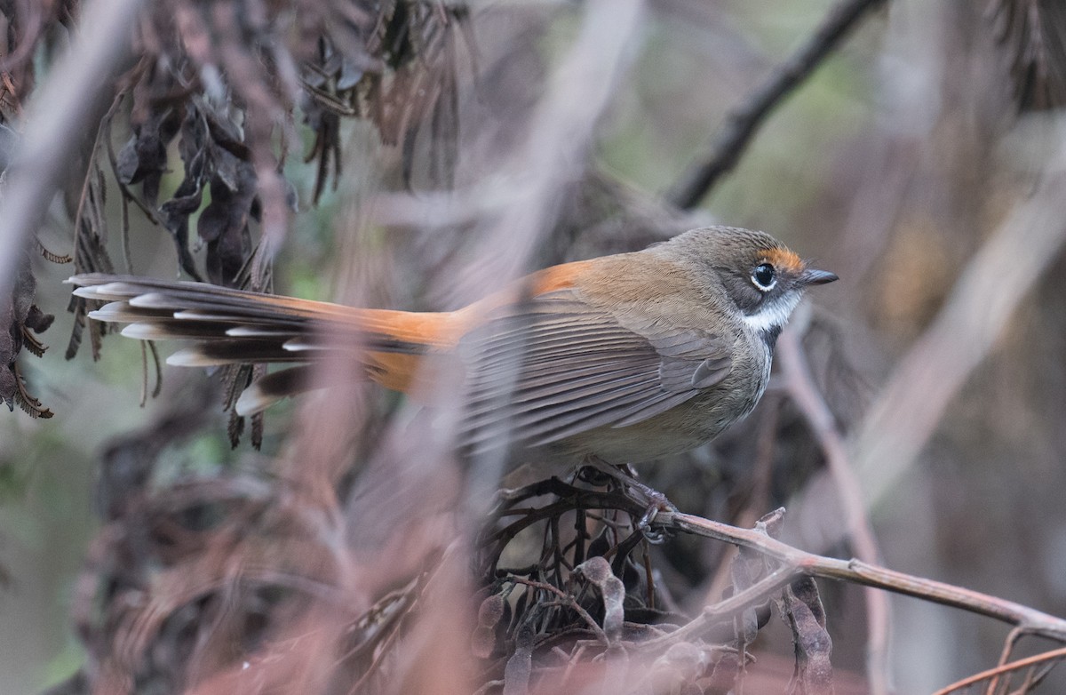 Australian Rufous Fantail - ML644683467