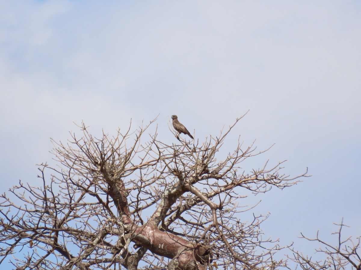 Circaète brun - ML644683468