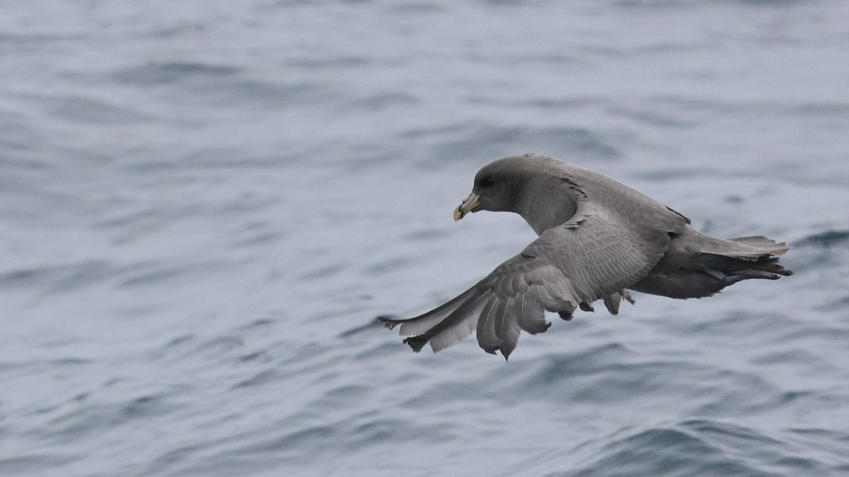 Fulmar boréal - ML644683469