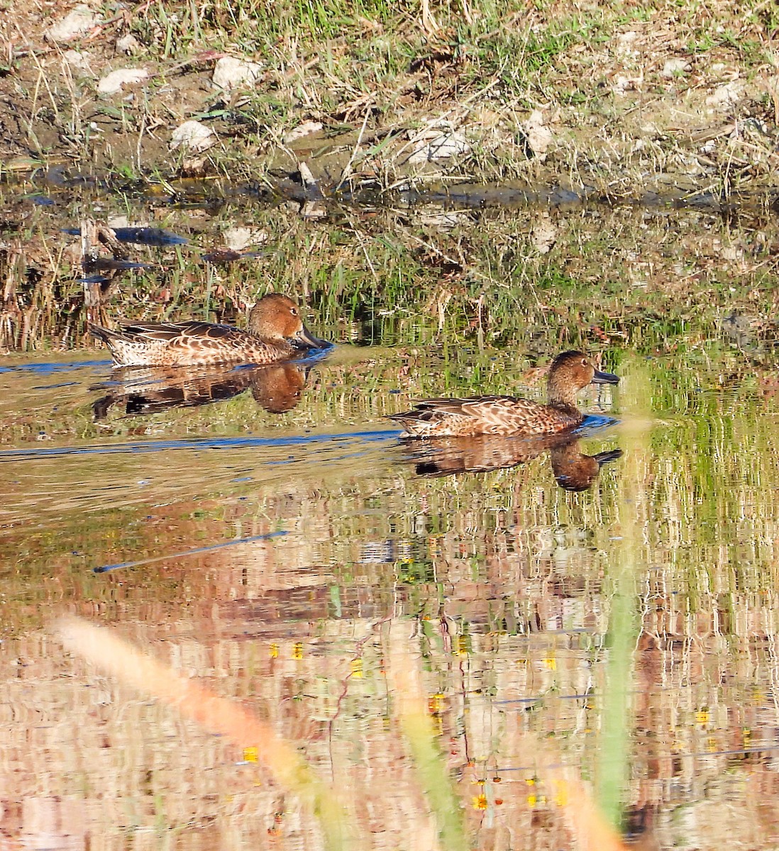 Sarcelle à ailes bleues - ML644683470