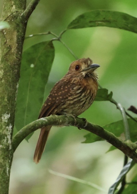 hvitskjeggdovenfugl - ML644683472