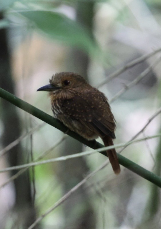 hvitskjeggdovenfugl - ML644683473