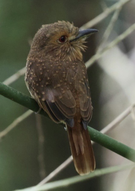 hvitskjeggdovenfugl - ML644683476